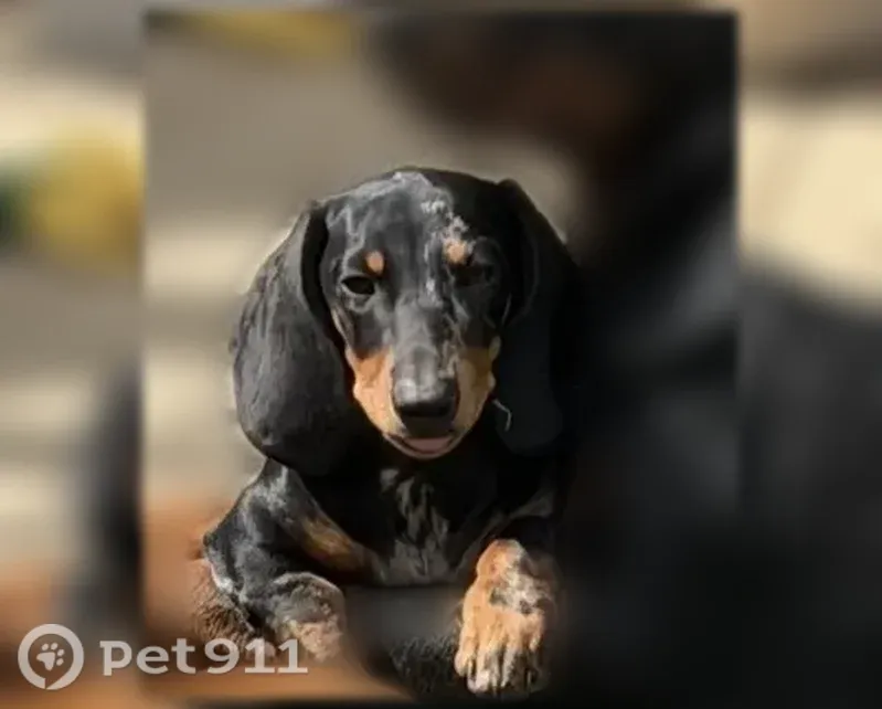 Lost dog, Balfore Street, 2908, Riverside, Oceanside - photo