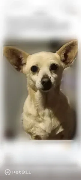 Lost dog, Coconut Drive, 92-2025, Ocean View - female Chihuahua, 11 years old - photo
