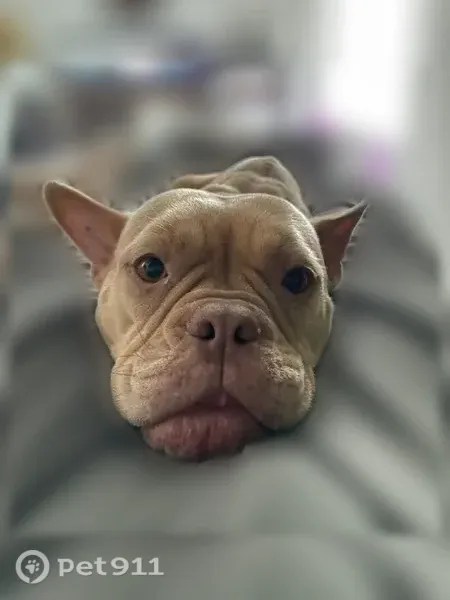 Lost dog, Phoenix - photo