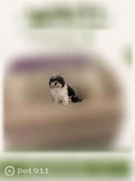 Lost dog, Hickory Road, Holly Springs, Canton - black and white - photo