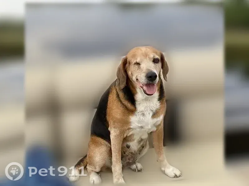 Lost dog, Palestine Road, 436, Coldwater — older female beagle with patches - photo