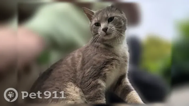 Lost cat, Newark Road, 1928, Lincoln University — male, friendly - photo