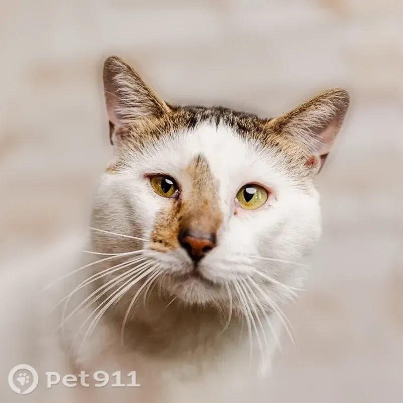 Lost cat, Lake Street, 87, Bridgeton - male, striped tail with white tip - photo