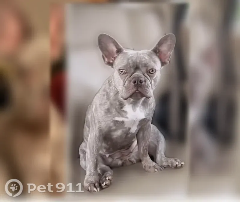 Lost dog, Santana Circle, 828, Reeds Spring - female - photo