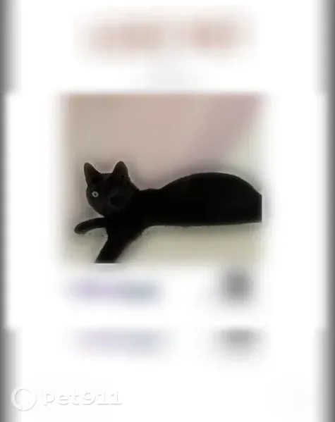 Lost cat, Smith Avenue, 27, Bay Shore - black cat with dark green eyes - photo