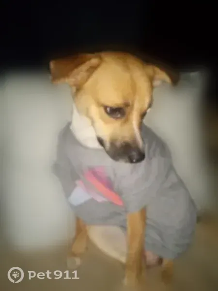 Lost dog, Poyen, Arkansas — female, one blue eye and one brown eye - photo