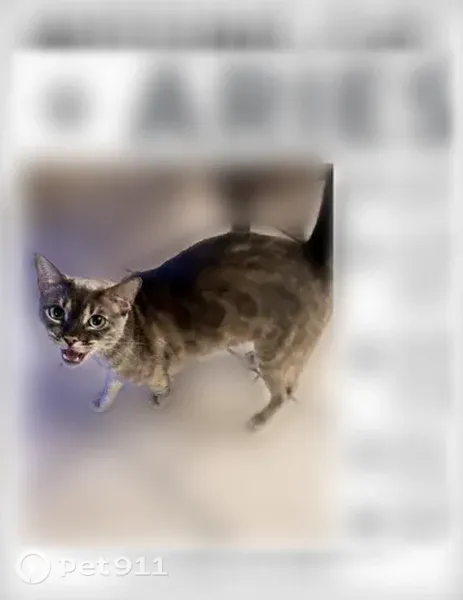 Lost cat, South Clear Creek Road, 3902, Killeen — friendly, gray spotted fur - photo