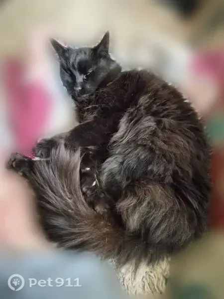 Lost cat, Southeast Johnston Drive, 16738, Portland - female, black long-haired - photo