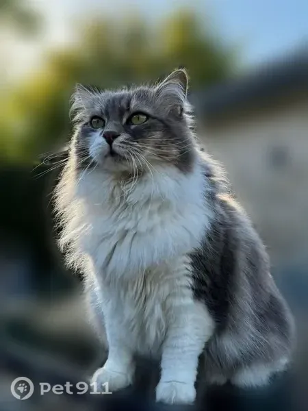 Perdu chat femelle, Avenue Adolphe Leroy, 350, Merlimont - chatte craintive et pucée - photo