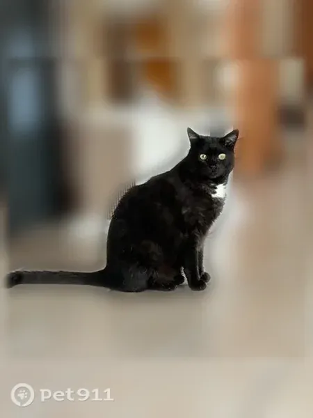 Chat perdu mâle, Route de Marcillac, 8, Étauliers - noir avec tache blanche au cou - photo