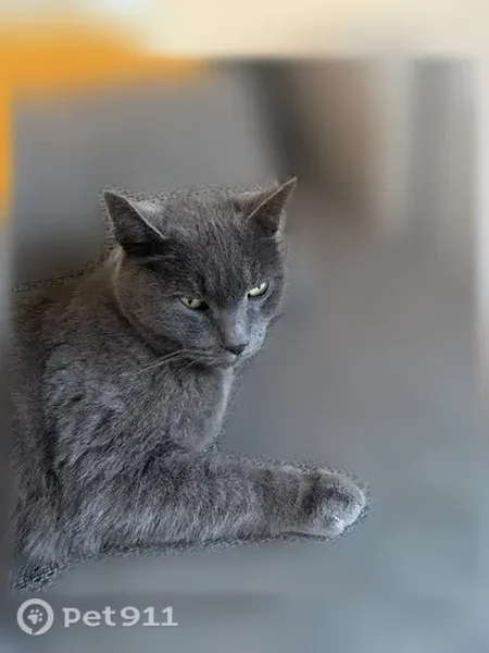 Chat perdu mâle, Arveyres, Montlhéry - tatoué sur l’oreille JDG 810 - photo