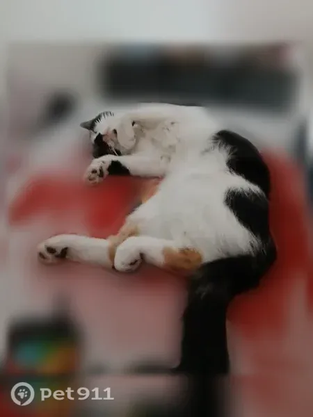 Chat disparu Fille, Saint-Vivien-de-Médoc (fl599039) - photo