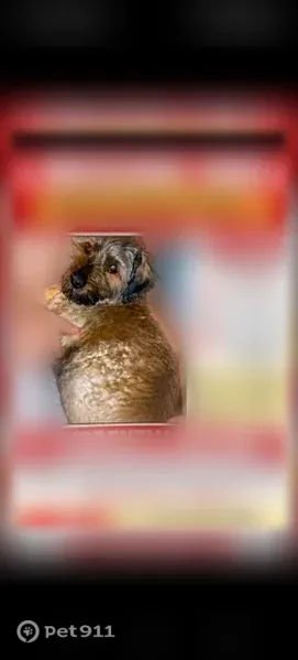Lost dog, South 7th Street, 2122, Fort Smith — male, limps on one side - photo