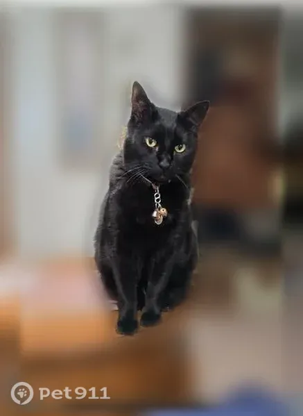 Lost cat, Via Altos, 721, Mesquite - male, black domestic shorthair - photo