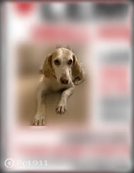 Lost dog, Clark Avenue, 615, Deale, Galesville - female hound mix - photo