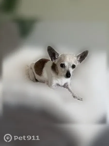 Lost dog, female, North Ashland Avenue, 1501, Chicago - white and brown Chihuahua - photo
