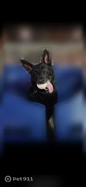 Missing dog Male, Fairview (usl543562) - photo
