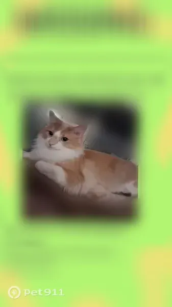 Lost cat, Linda Street, 442, Cedar Springs - super shy, scratch on nose - photo