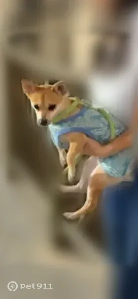 Lost dog, Alcor Street, 1979, Harbor Hills, Lomita — brown, wearing blue clothes and a green leash - photo