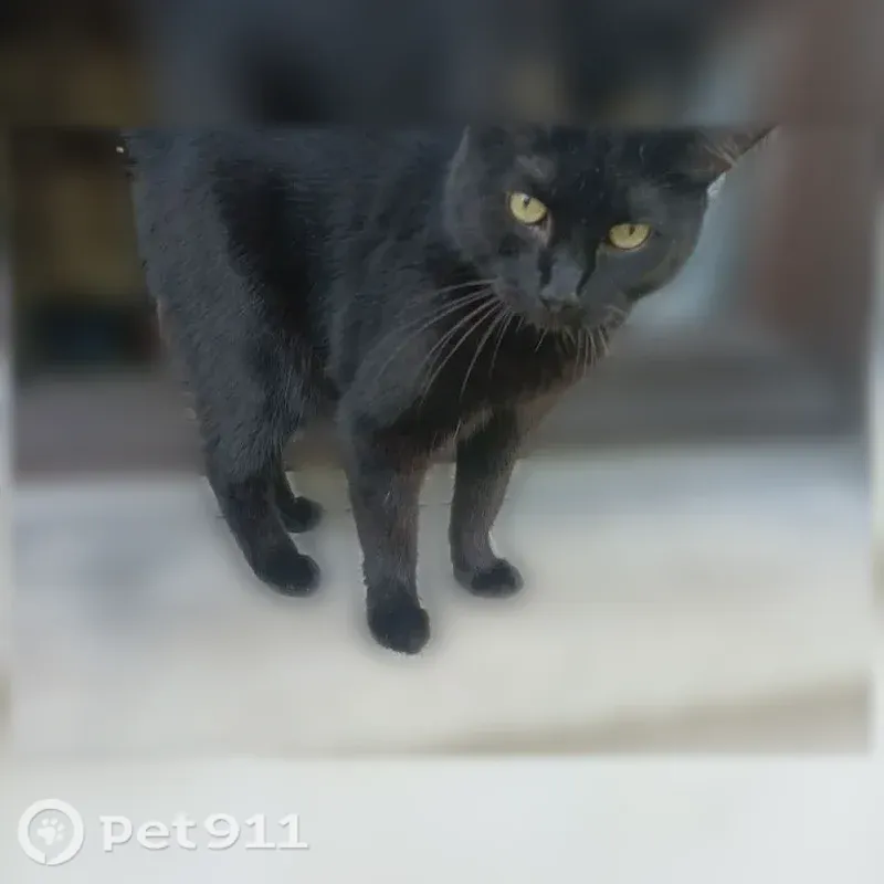Chat perdu femelle, Place Gambetta, 15, Montigny-en-Gohelle - toute noire - photo