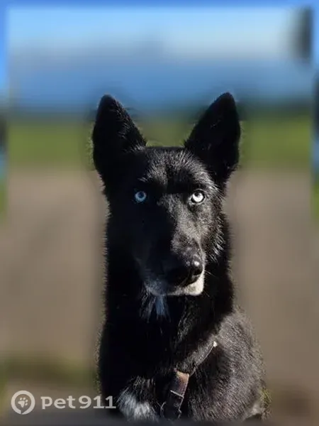Lost dog, 112th Street East, 7221, Puyallup - female husky German shepherd mix - photo