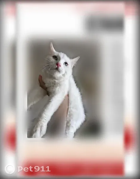 Lost cat, Jay Street, 1410, Lakewood, Denver — deaf white kitten - photo
