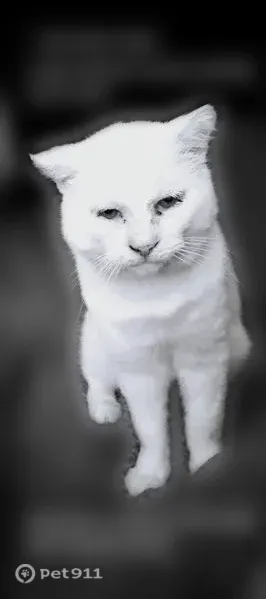Lost cat male, North National Western Drive, Denver — clipped left ear - photo