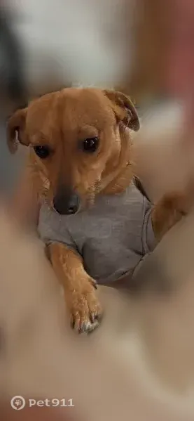 Lost dog, Independence Circle, 104, Odessa, Arlington — no collar, friendly - photo