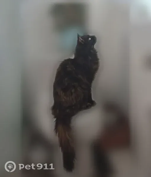 Lost cat, South 5th Avenue, 22, Manville - female tortoiseshell, medium hair - photo