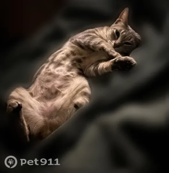 Lost cat, Lexington Court, 2655, East Garrison, Marina - photo
