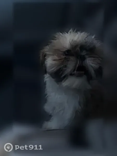 Lost dog, 38th Avenue, 66495, Byers - small white Shih Tzu - photo