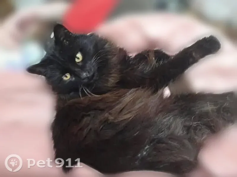 Lost cat, East White Lake Drive, 2190, Twin Lake - long-haired black cat with yellow eyes - photo