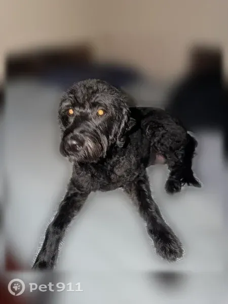 Lost dog, Wyndham Road, 580, Teaneck, Hackensack — female, all black coat, red collar with a chain - photo