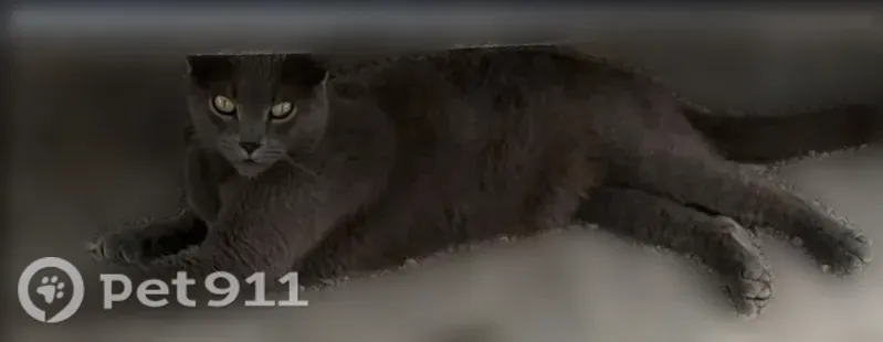 Lost cat, North Elm Avenue, 6, Evansville - neutered male, blue gray coat - photo