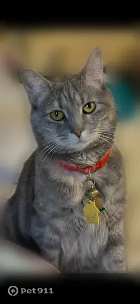 Lost cat, Dunedin Street, 14, Town of Smithtown, Smithtown — female grey tabby - photo