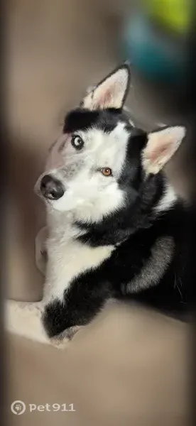 Lost dog, Cole Grade Road, 31930, Valley Center - black and white, one blue eye and one brown eye - photo