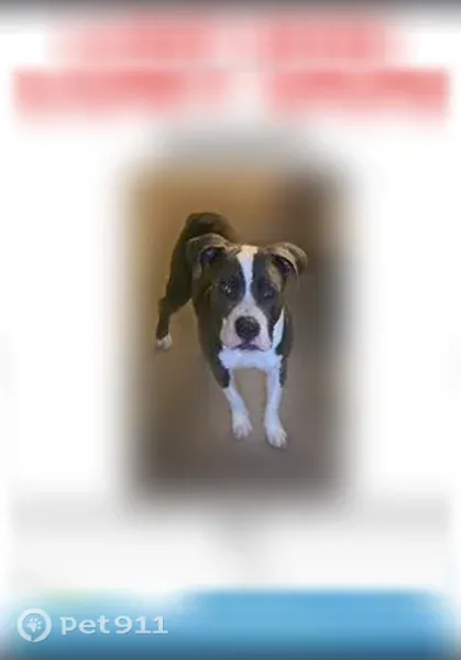 Lost dog, Glenwood Avenue, 1823, Minneapolis - male, gray-white, red collar - photo