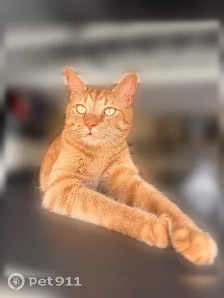 Lost cat, Camellia Drive, 104, Wetumpka - male, ginger striped fur - photo