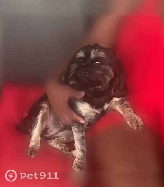 Lost dog, Burgoo King Road, 9218, Louisville — female, black Morkie - photo