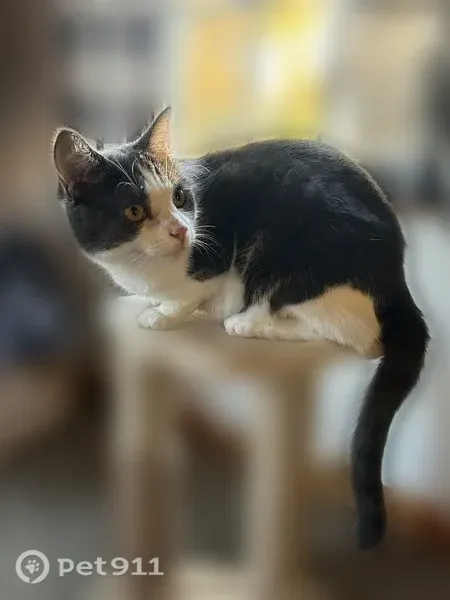 Lost cat, Pine Grove Lane, Etna — grey and white domestic shorthair - photo