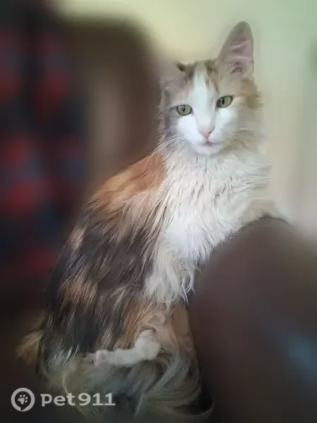 Lost cat, Ruth Street, 3084, Philadelphia - female, pastel calico - photo