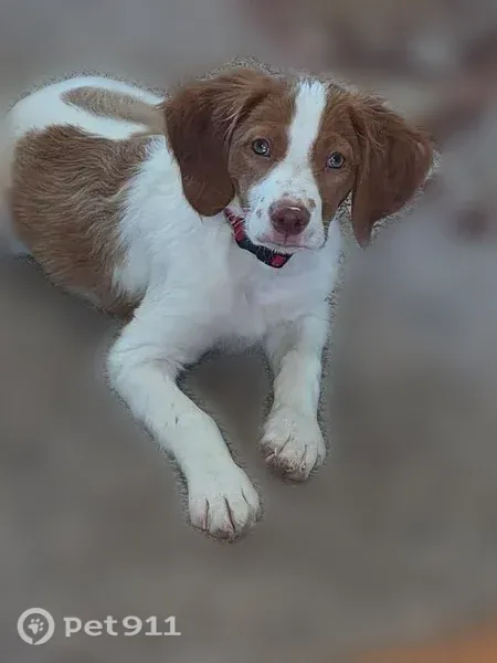 Lost dog, McKelvie Road, 320, Lincoln - male, 4 months old - photo
