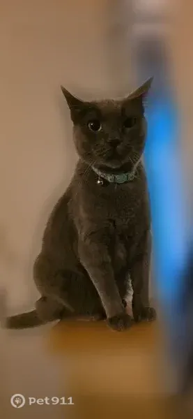 Lost female cat, Bixby Street Northwest, 2424, Albuquerque - skittish, microchipped - photo