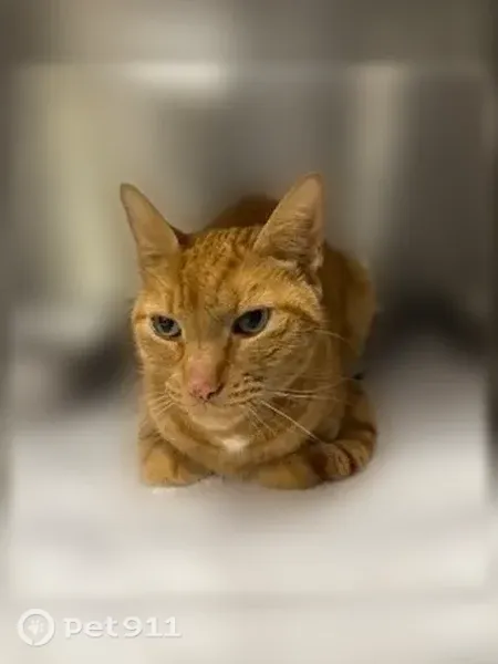 Lost cat, Lorton, Virginia, Fairfax — male, bright orange - photo