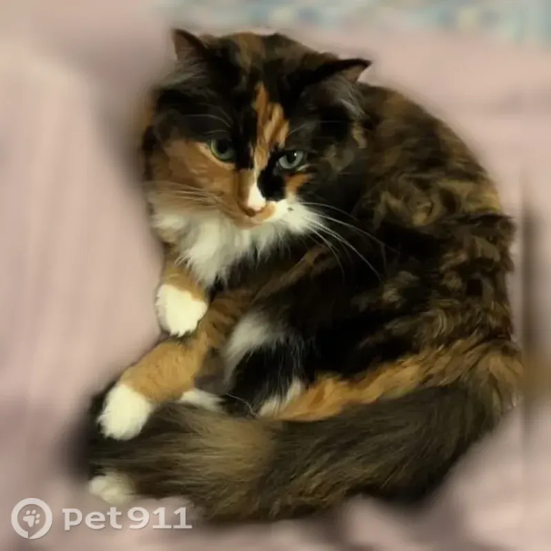 Lost cat, Peacock Drive Southwest, 7625, Huntsville - female calico - photo