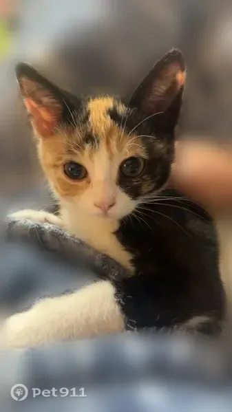 Lost cat, Old Vincennes Road, 3301, New Albany — very timid calico kitten - photo