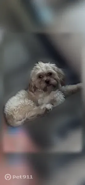 Lost dog, Hollywood Avenue, 3101, Wichita Falls - small light brown Shih Tzu - photo