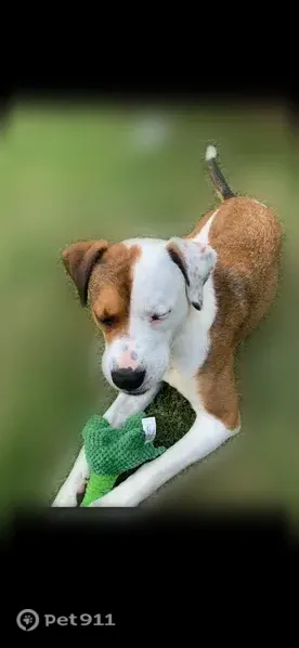 Lost dog, East Mallard Creek Church Road, 201, Charlotte - female, white and brown, pink collar - photo