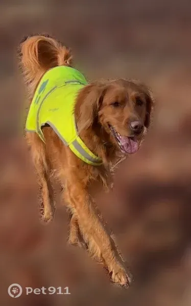 Lost dog, Moss Road, Creedmoor - female golden retriever - photo