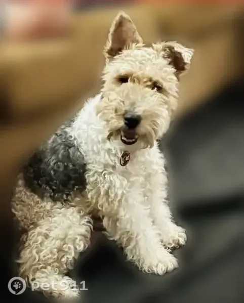 Lost dog, Moosedeer Drive, 2524, Ontario - tri-color wire Fox Terrier, 13.5 years old - photo